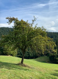 Baum am Hang