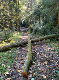 Baum auf Wanderweg