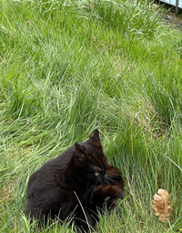 Katze im Gras